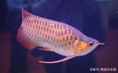龍魚的體型特征：龍魚是一種古老的原始淡水魚類，性情兇猛壽命可達數十年