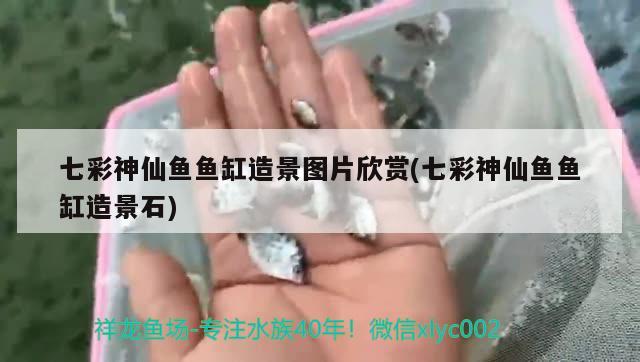 棗莊市薛城區(qū)海洋水族店