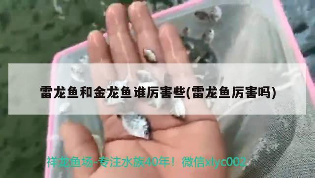 雷龍魚和金龍魚誰厲害些(雷龍魚厲害嗎)