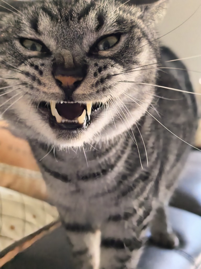 龍魚的飼養方法：龍魚最喜歡吃什么魚？