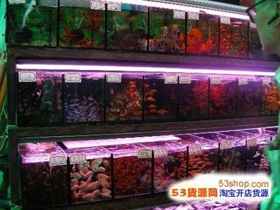 鄭州觀賞魚批發市場，鄭州觀賞魚市場價格對比鄭州觀賞魚市場價格對比