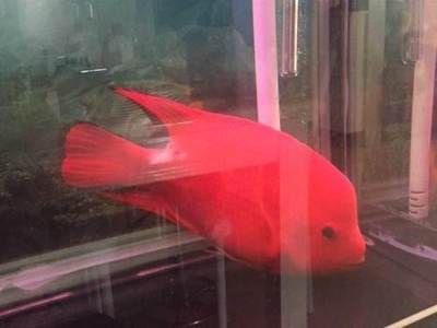 鄭州觀賞魚批發市場，鄭州觀賞魚市場價格對比鄭州觀賞魚市場價格對比