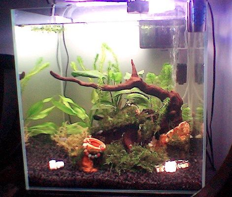 魚缸硝化系統建立方法：新魚缸硝化系統建立方法包括準備材料、選擇適合的魚缸和過濾設備 魚缸硝化系統建立方法：新魚缸硝化系統建立方法包括準備材料、選擇適合的魚缸和過濾設備 魚缸百科 第6張