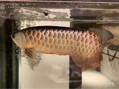 金龍魚看品相準嗎怎么看（金龍魚品相判斷方法）