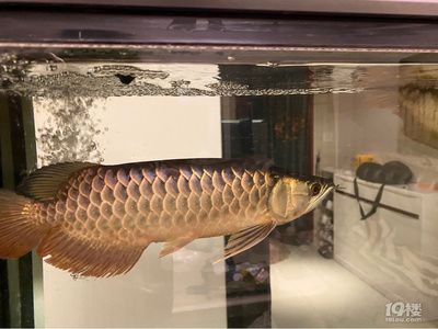 金龍魚看品相準嗎怎么看（金龍魚品相判斷方法）