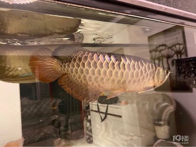 金龍魚看品相準嗎怎么看（金龍魚品相判斷方法）