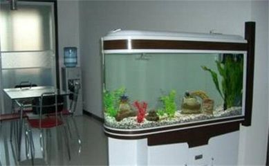 觀海水族魚缸養什么魚好養（海水魚的養護技巧） 觀海水族魚缸養什么魚好養（海水魚的養護技巧） 魚缸百科 第3張