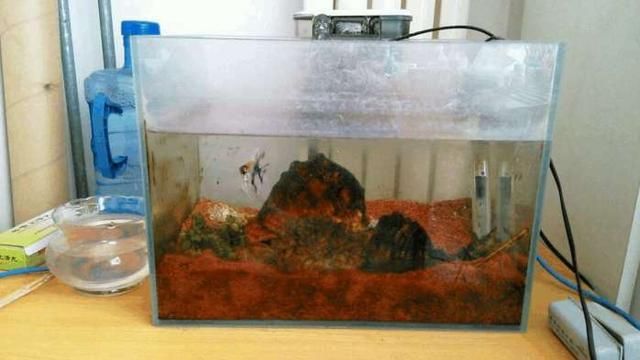 觀海水族魚缸養什么魚好養（海水魚的養護技巧） 觀海水族魚缸養什么魚好養（海水魚的養護技巧） 魚缸百科 第4張