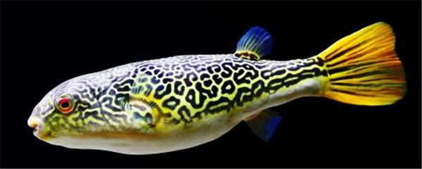 狗頭魚的飼養方法：狗頭魚是一種受歡迎的觀賞魚的特點和需求和飼養技巧