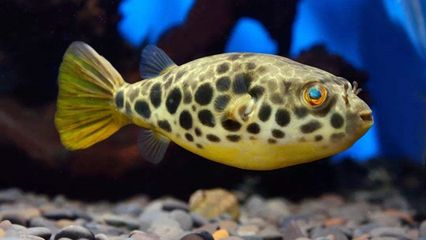 狗頭魚的飼養方法：狗頭魚是一種受歡迎的觀賞魚的特點和需求和飼養技巧