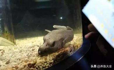 狗頭魚的飼養方法：狗頭魚是一種受歡迎的觀賞魚的特點和需求和飼養技巧