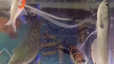 龍魚七星刀混養好不好（如何預防龍魚七星刀混養沖突）