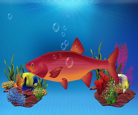 龍魚七星刀混養好不好（如何預防龍魚七星刀混養沖突）