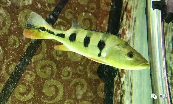 喂食龍魚活泥鰍怎么消毒處理：喂食龍魚活泥鰍怎么消毒處理龍魚活泥鰍怎么消毒處理