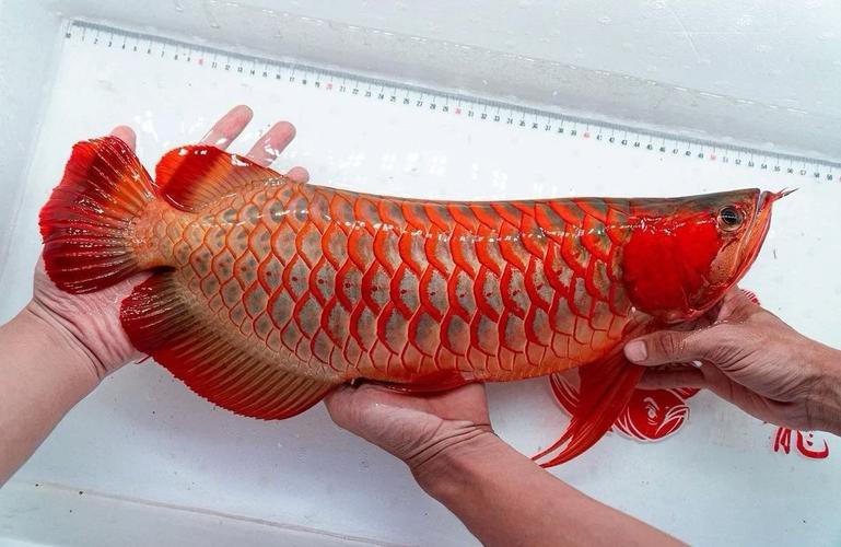 紅龍魚的四大品牌是哪四個品種呢