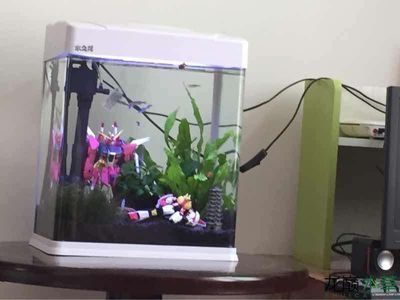 太原市晉源區郭記水族店（太原市晉源區郭記水族店電話）
