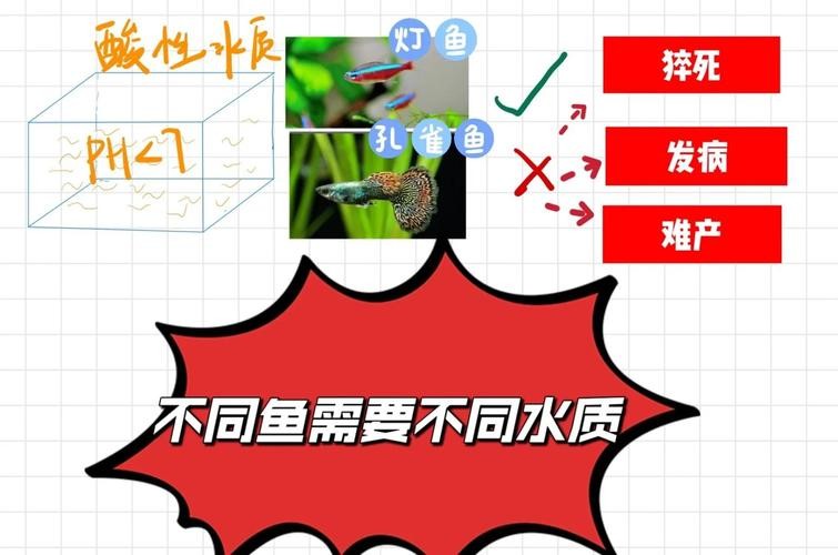 銀龍魚頭有白點是什么原因造成的