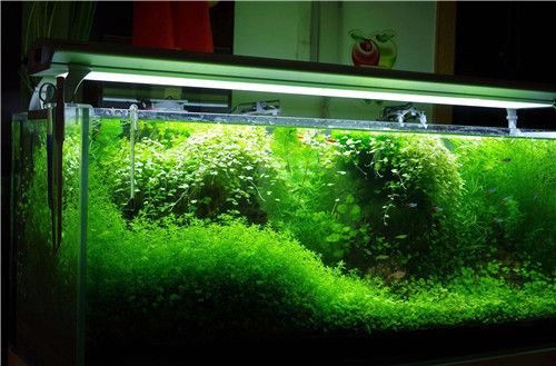 紅龍魚過濾系統優化技巧：優化紅龍魚的過濾系統需要注意哪些問題