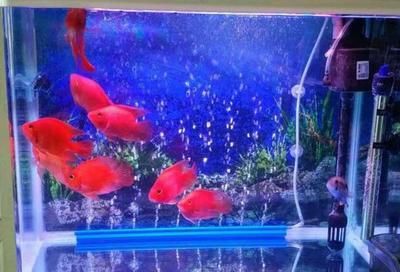 養龍魚和鸚鵡魚加熱棒多少度（養龍魚和鸚鵡魚時，加熱棒的溫度如何設置？）