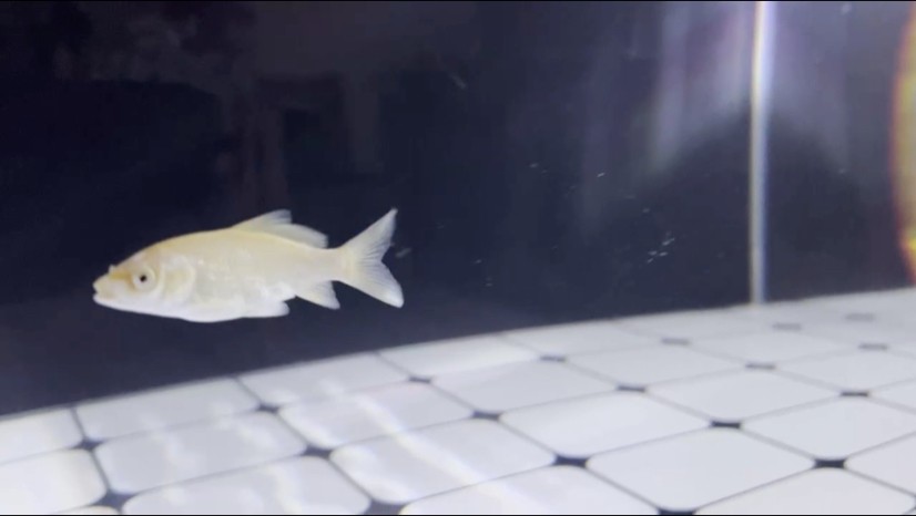 新開缸的小魚