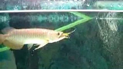 金龍魚吃飼料好還是吃小魚好：金龍魚吃什么飼料最好