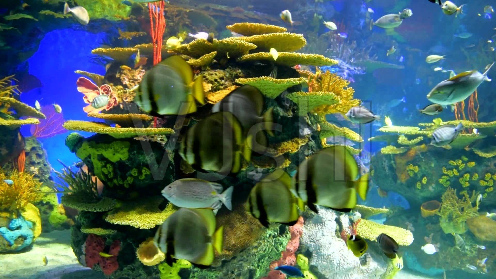 選擇魚缸背景畫時，我們可以考慮以下幾個方面考慮以下方面：如何選擇魚缸背景畫