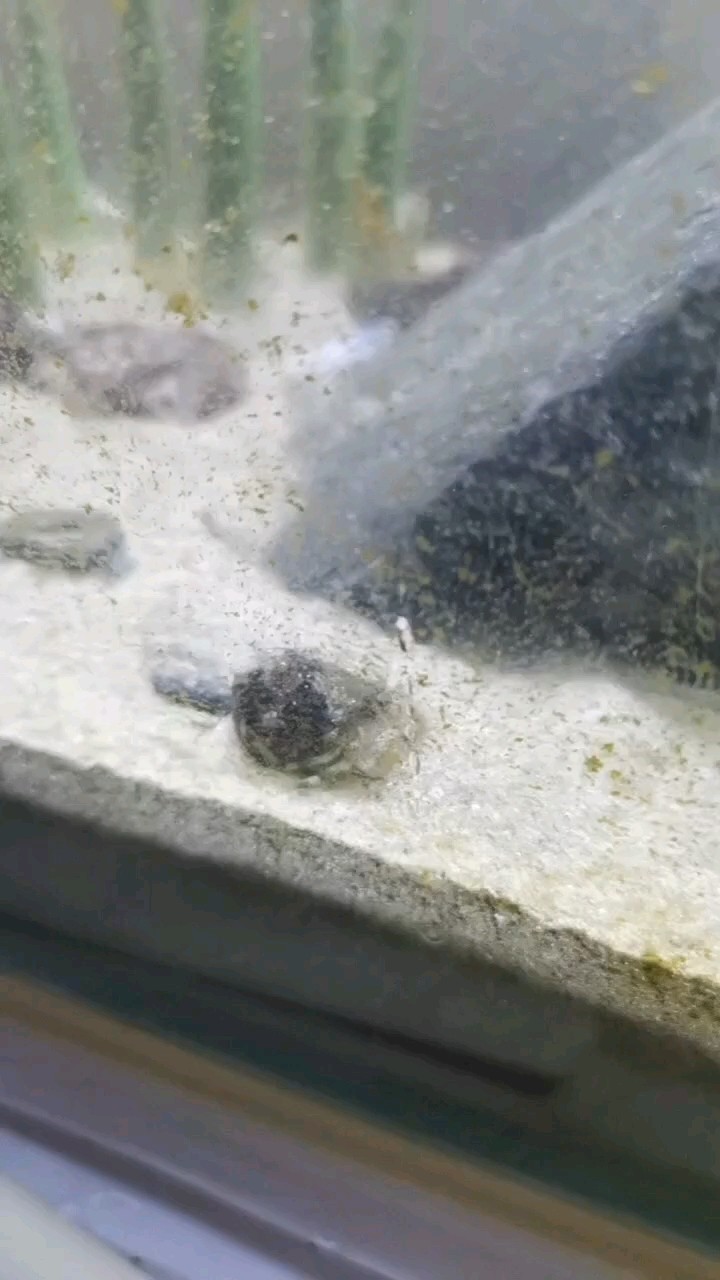 寄居蟹吃東西好好玩