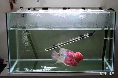 魚缸品牌推薦知乎：哪些品牌的魚缸品牌值得推薦