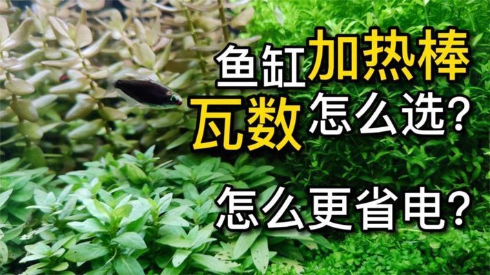 如何選擇合適的小紅龍魚加熱器：小紅龍魚加熱器功率計算方法小紅龍魚加熱器安全選購指南 如何選擇合適的小紅龍魚加熱器：小紅龍魚加熱器功率計算方法小紅龍魚加熱器安全選購指南 龍魚百科 第1張