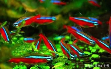 龍魚配什么魚一起養(yǎng)：適合與龍魚混養(yǎng)的幾種魚類