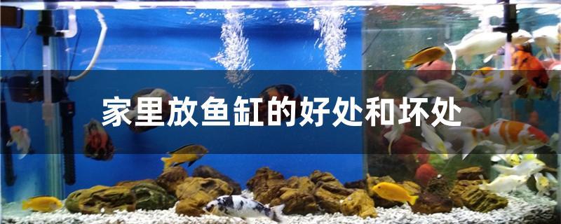 家里放魚缸的好處和壞處 家里放魚缸的好處和壞處 全國水族館企業名錄