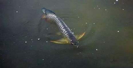 龍魚不游：龍魚不游動可能由以下幾個原因導致龍魚不愛游動的原因