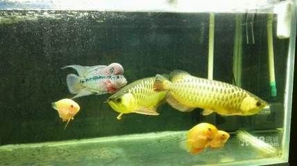 龍魚不游：龍魚不游動可能由以下幾個原因導致龍魚不愛游動的原因