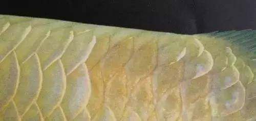 龍魚(yú)畫(huà)法，工筆畫(huà)龍魚(yú)簡(jiǎn)筆畫(huà)入門(mén)技巧彩色鉛筆龍魚(yú)繪制方法