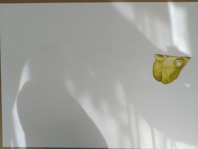 龍魚畫法，工筆畫龍魚簡(jiǎn)筆畫入門技巧彩色鉛筆龍魚繪制方法