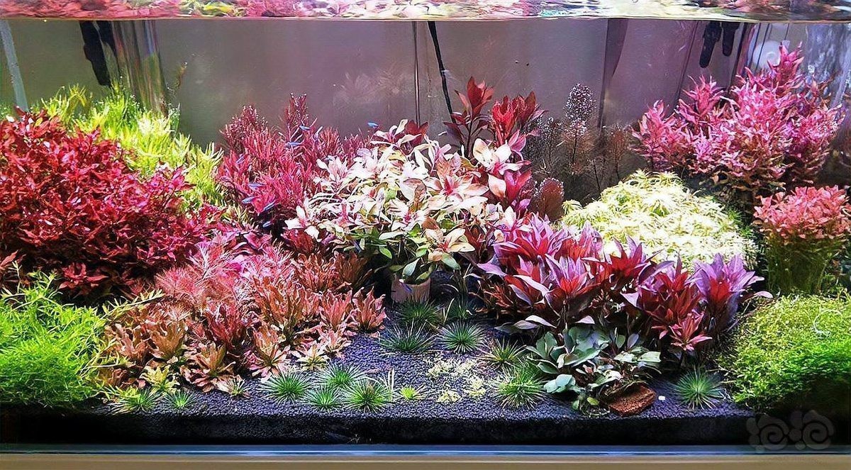 如何設置龍魚缸的水草區