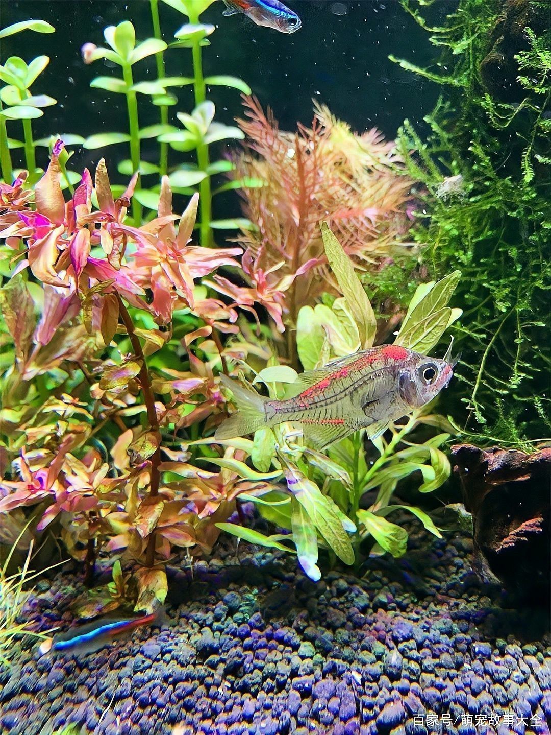 有哪些常見的龍魚染色方法？