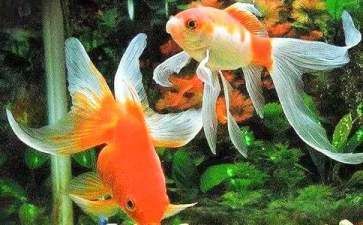 魚缸里的世界小故事（關于魚缸里的世界小故事）