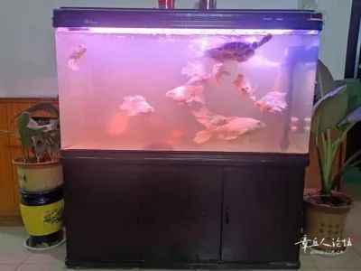 飯店二手魚缸低價出售（如何挑選合適的飯店二手魚缸）