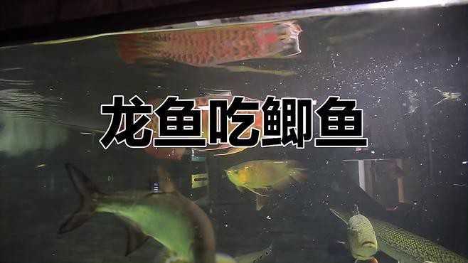 金龍魚(yú)吃魚(yú)視頻播放