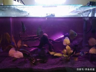 高錳酸鉀消毒魚缸的具體浸泡時間：高錳酸鉀消毒的具體浸泡時間
