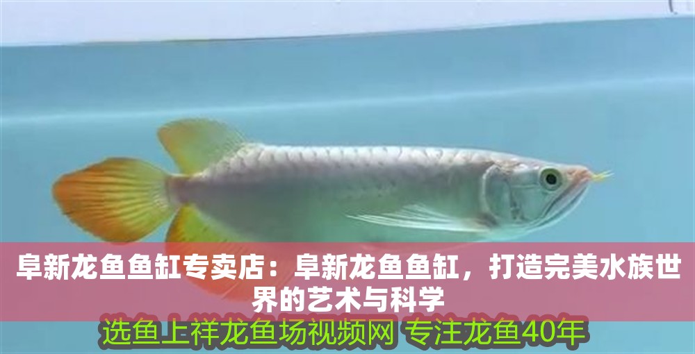 阜新龍魚魚缸專賣店：阜新龍魚魚缸，打造完美水族世界的藝術與科學
