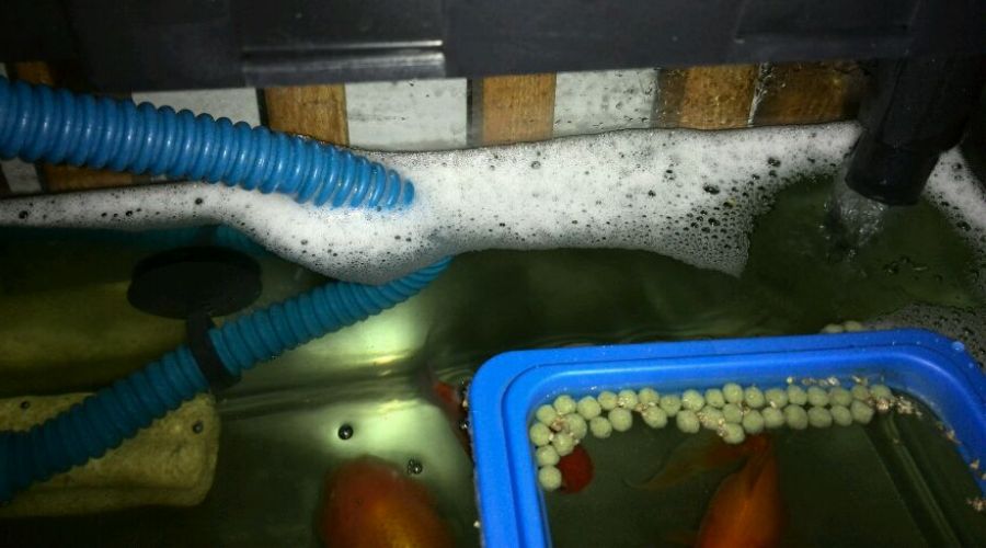 魚缸里的水很多泡泡是怎么回事