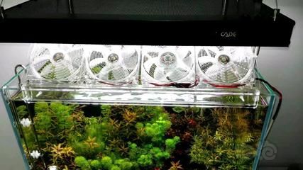 魚缸里的水很多泡泡是怎么回事