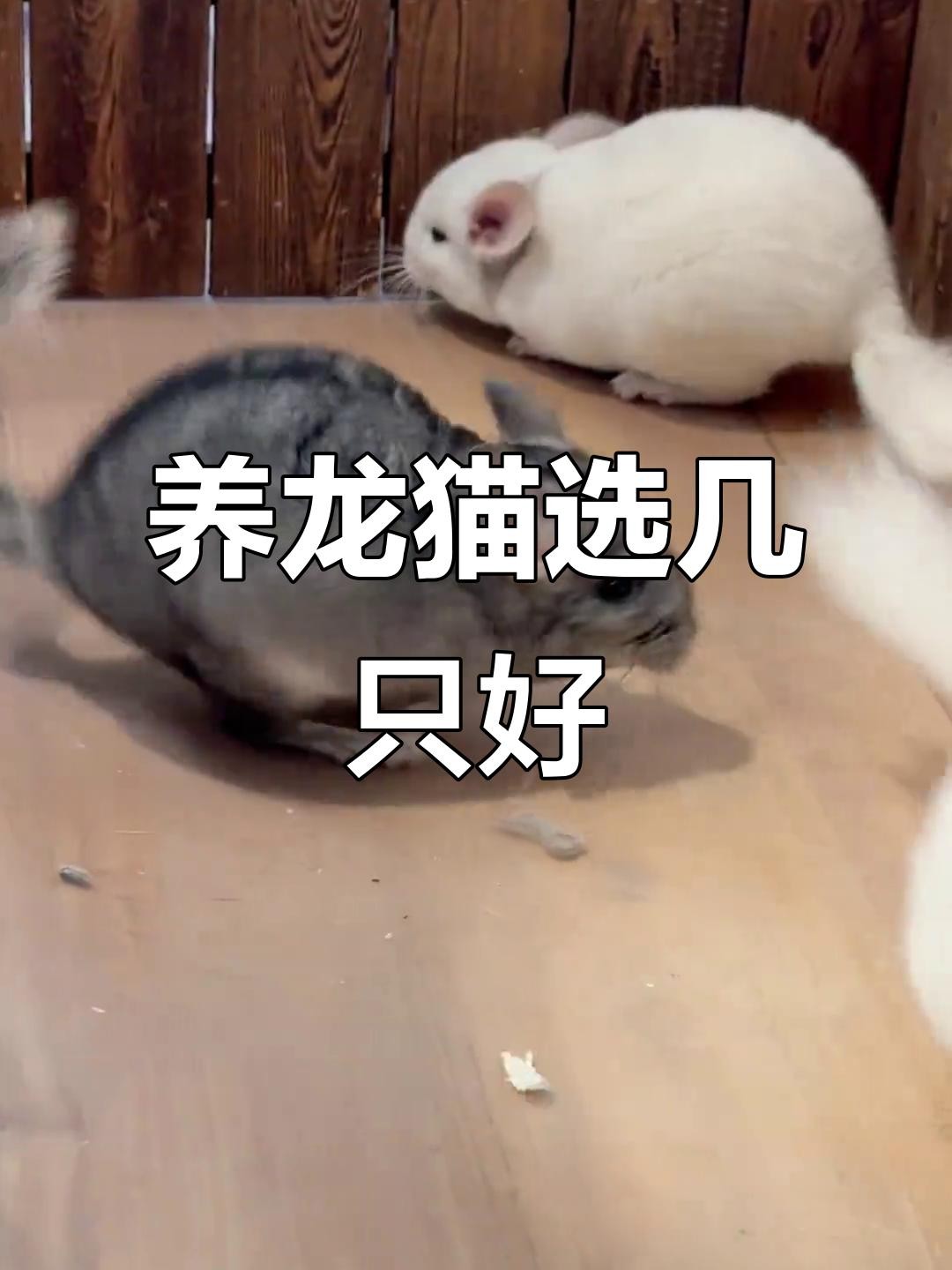 龍貓合籠后多久會適應？