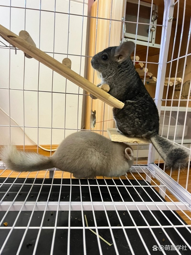 龍貓合籠后多久會適應？