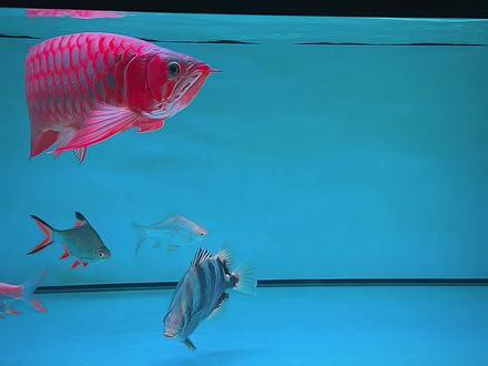 樂中樂龍魚飼料 樂中樂龍魚飼料 龍魚百科 第13張