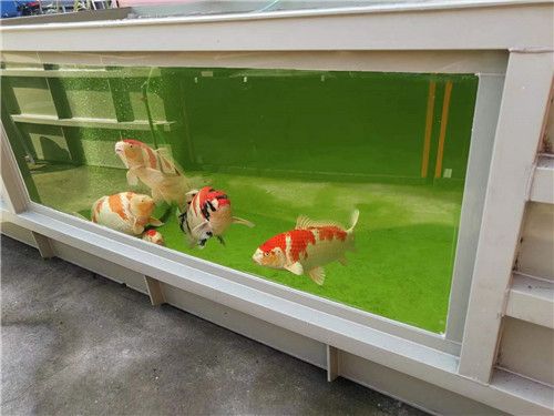 魚缸容積計算常見誤區：魚缸容積計算是養魚前必須進行的重要步驟