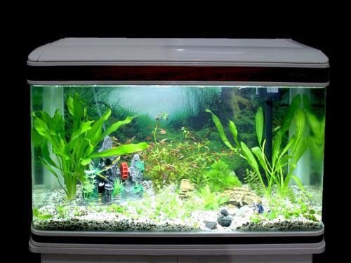 魚缸容積計算常見誤區：魚缸容積計算是養魚前必須進行的重要步驟