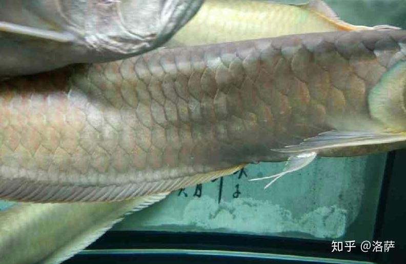 銀龍魚鱗片充血怎么辦